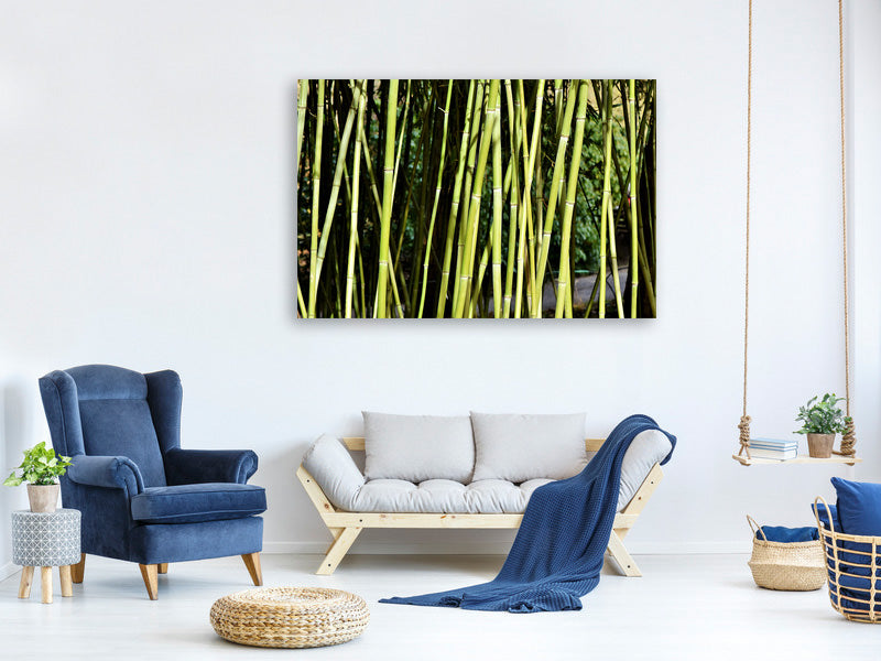 panoramic-canvas-print-fresh-bamboo
