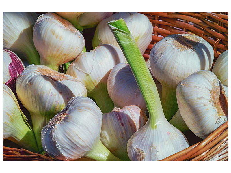 modern-3-piece-canvas-print-fresh-garlic