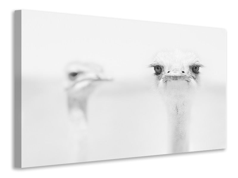 3-piece-canvas-print-funny-ostrich