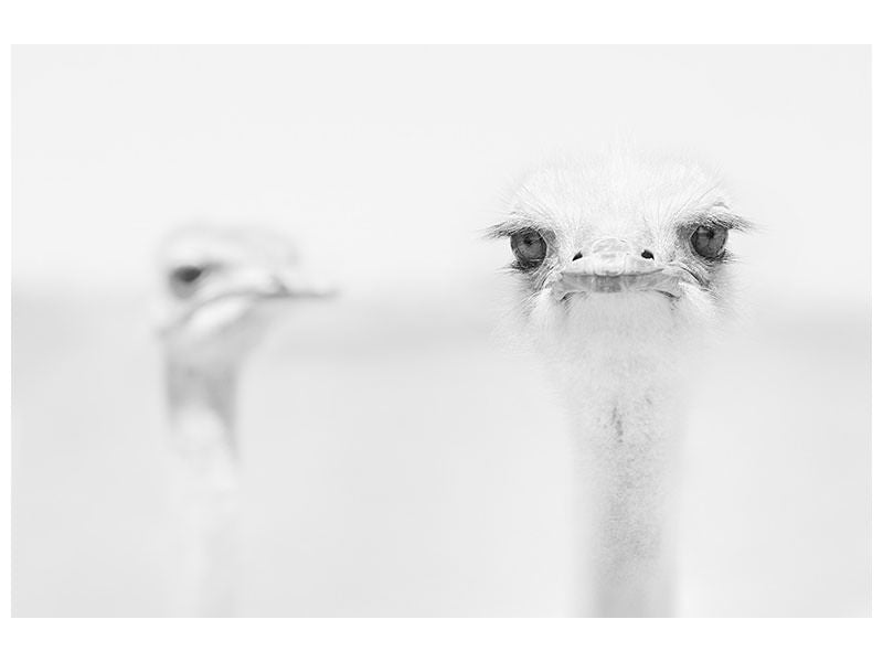 modern-3-piece-canvas-print-funny-ostrich