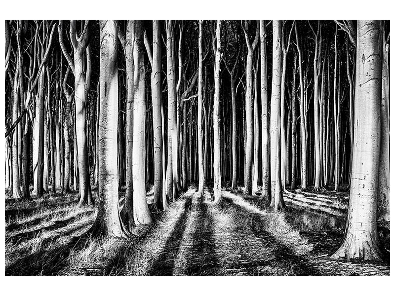 modern-4-piece-canvas-print-ghost-forest
