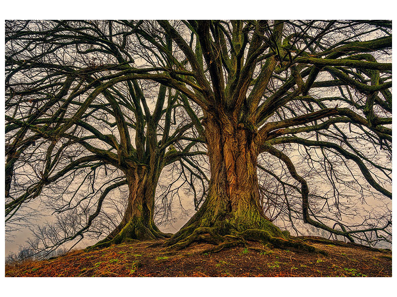 modern-4-piece-canvas-print-ghostly-trees