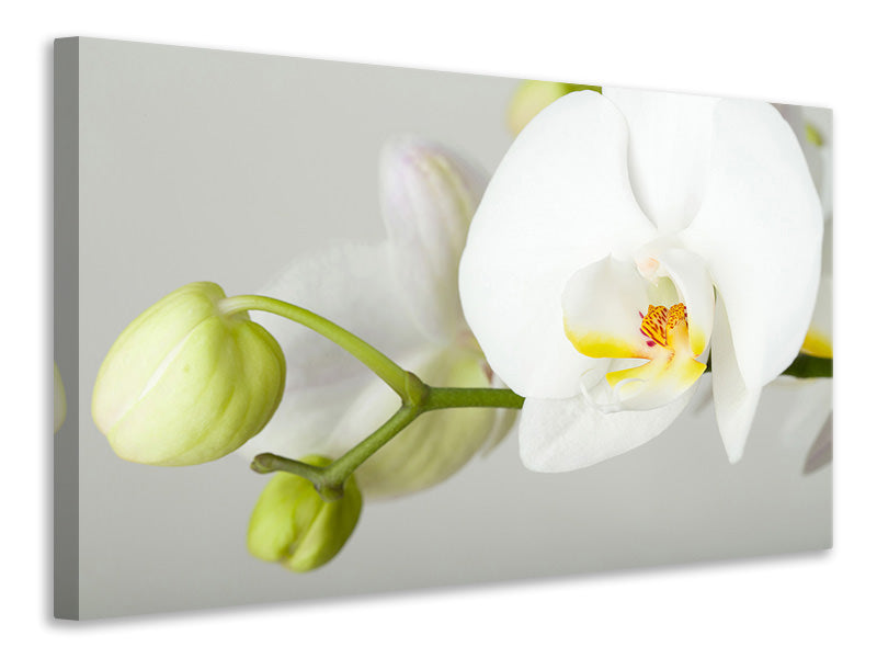5-piece-canvas-print-giant-orchid