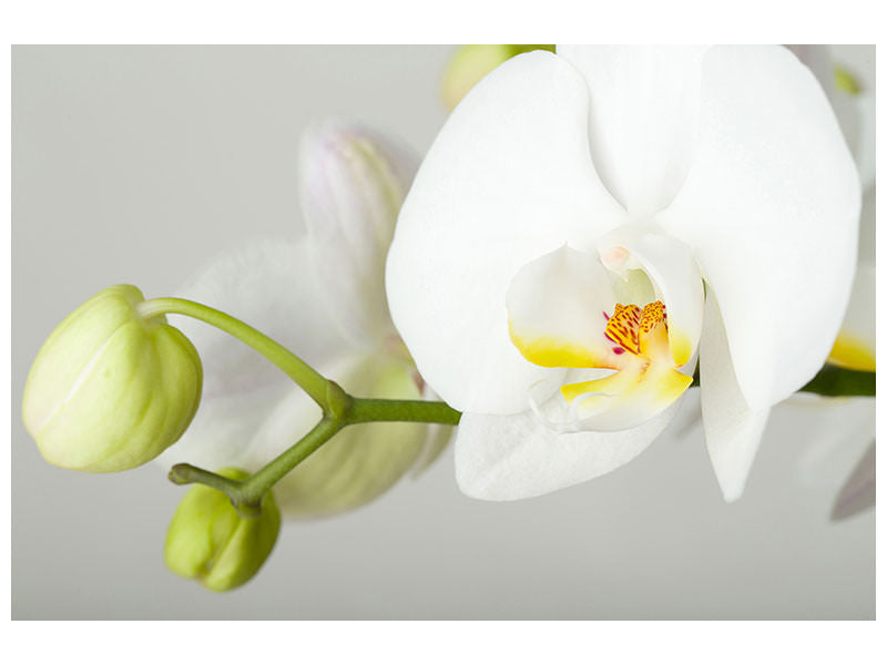 5-piece-canvas-print-giant-orchid