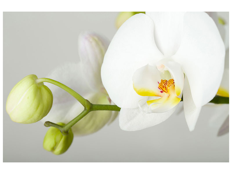 3-piece-canvas-print-giant-orchid