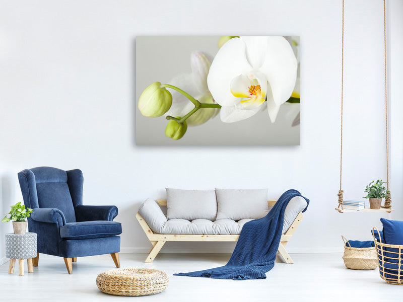 5-piece-canvas-print-giant-orchid