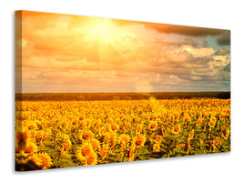5-piece-canvas-print-golden-light-sunflower
