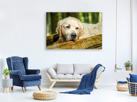 3-piece-canvas-print-golden-retriever-in-nature