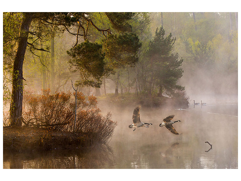 3-piece-canvas-print-goose-fight