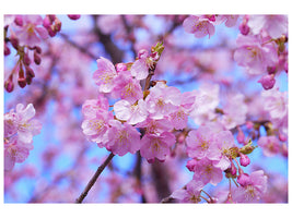 5-piece-canvas-print-gorgeous-cherry-blossom
