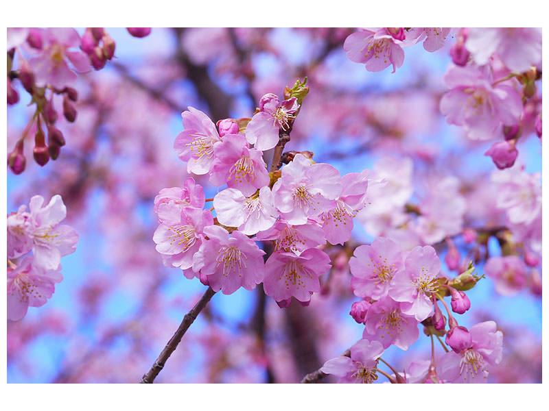 5-piece-canvas-print-gorgeous-cherry-blossom