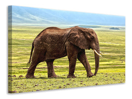 3-piece-canvas-print-gorgeous-elephant