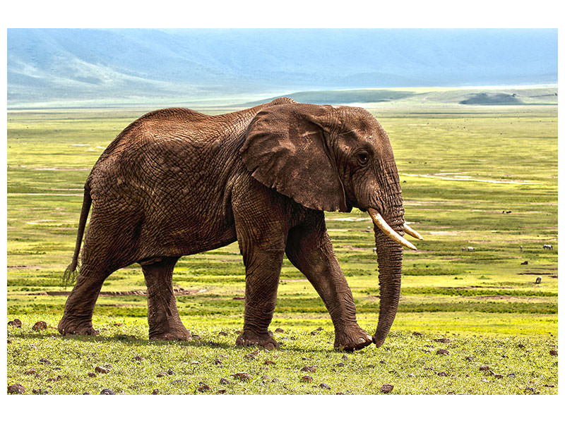 3-piece-canvas-print-gorgeous-elephant