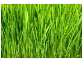 panoramic-3-piece-canvas-print-grass-in-morning-dew