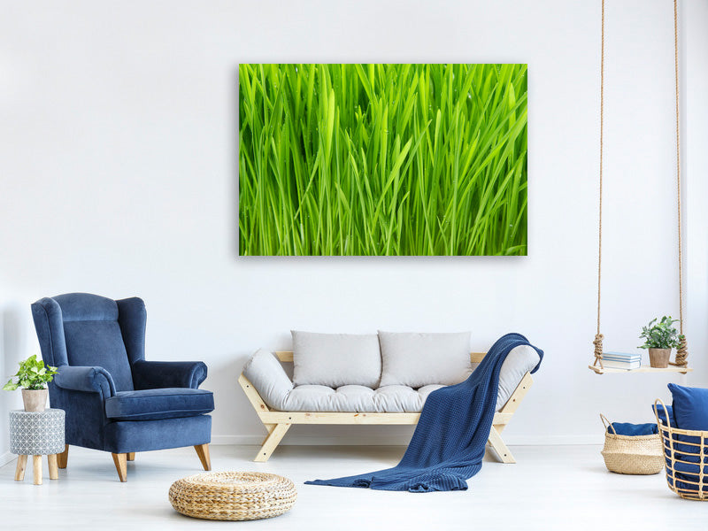 4-piece-canvas-print-grass-in-morning-dew