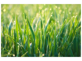 4-piece-canvas-print-grass-with-morning-dew-xl