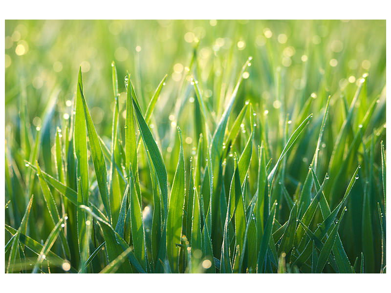 3-piece-canvas-print-grass-with-morning-dew-xl