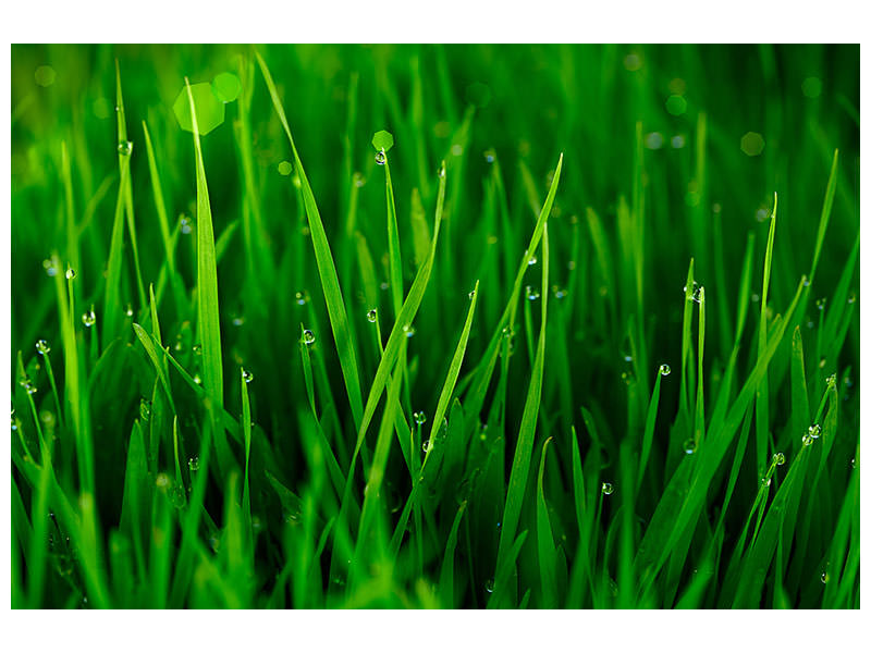 modern-4-piece-canvas-print-grass-with-morning-dew