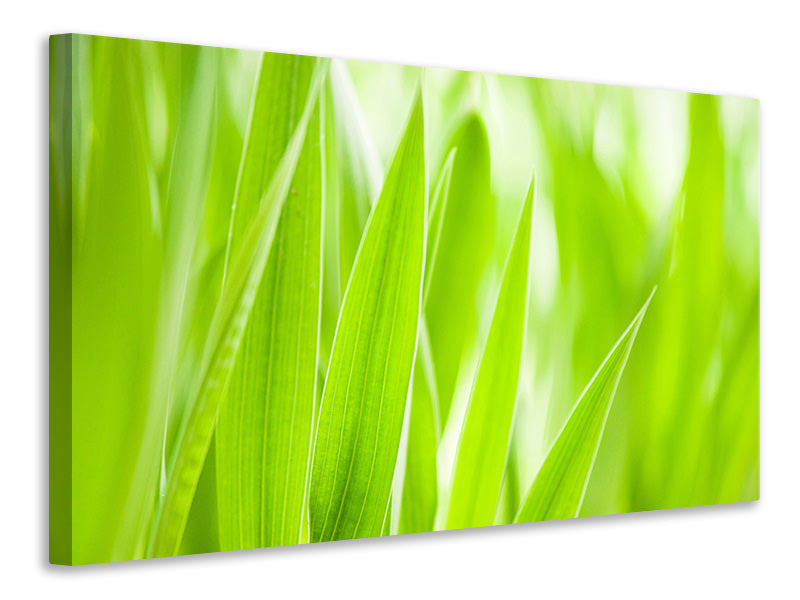 4-piece-canvas-print-grass-xxl