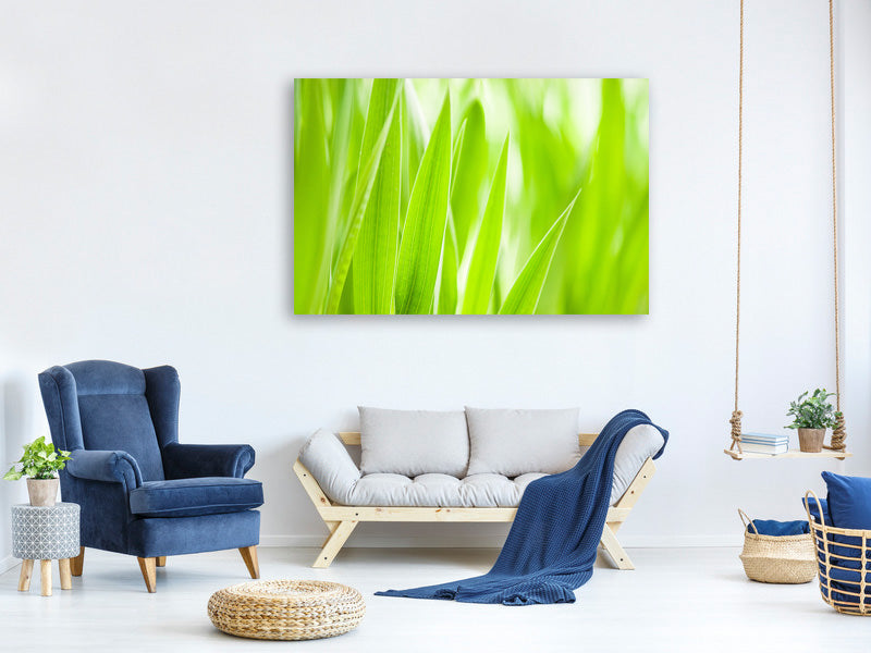 5-piece-canvas-print-grass-xxl