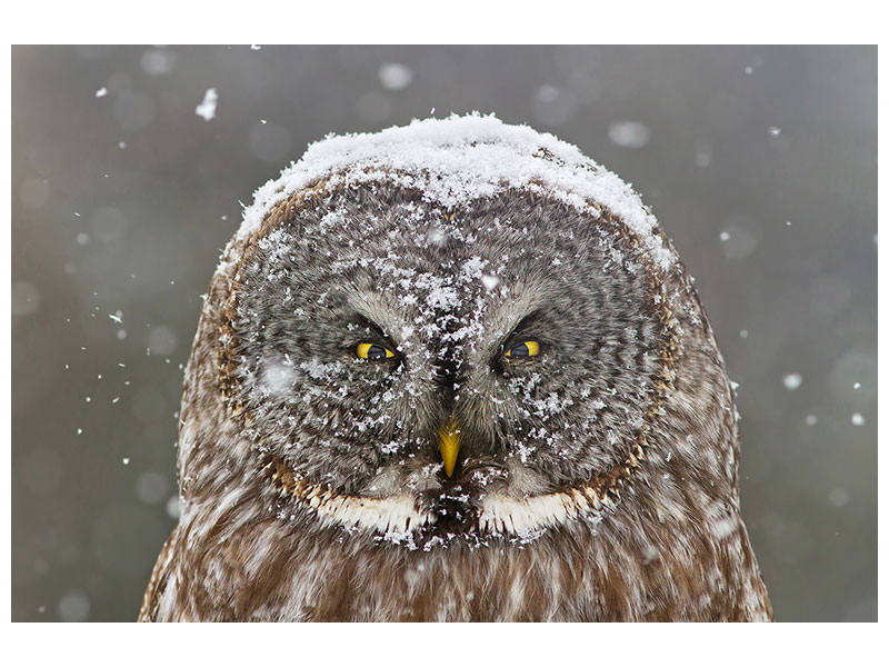 panoramic-3-piece-canvas-print-great-grey-owl-winter-portrait