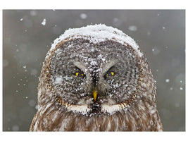 3-piece-canvas-print-great-grey-owl-winter-portrait