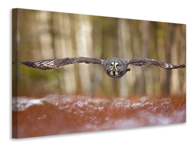 3-piece-canvas-print-great-grey-owl