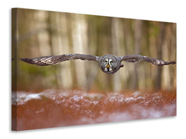 panoramic-canvas-print-great-grey-owl