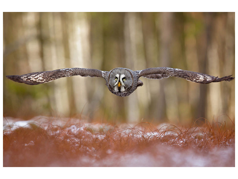 5-piece-canvas-print-great-grey-owl