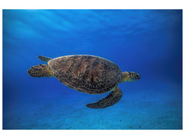 3-piece-canvas-print-green-turtle-in-the-blue