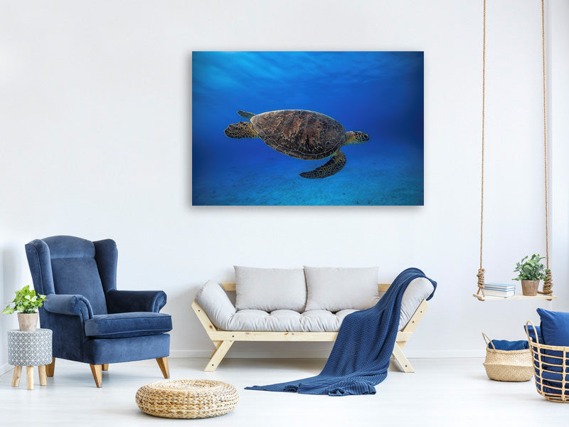 5-piece-canvas-print-green-turtle-in-the-blue