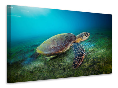 modern-4-piece-canvas-print-green-turtle