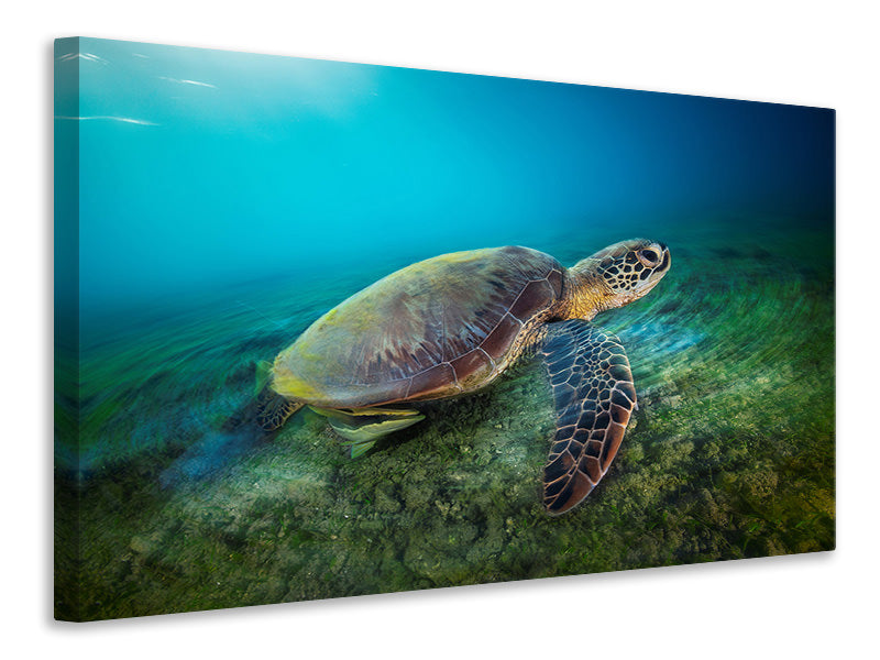 4-piece-canvas-print-green-turtle