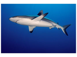 canvas-print-shark-in-the-dark-sea