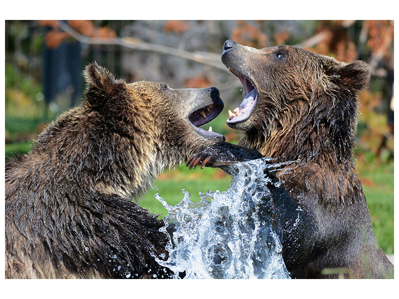 3-piece-canvas-print-grizzly-fight
