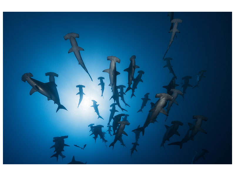 canvas-print-hammerhead-sharks-in-the-light