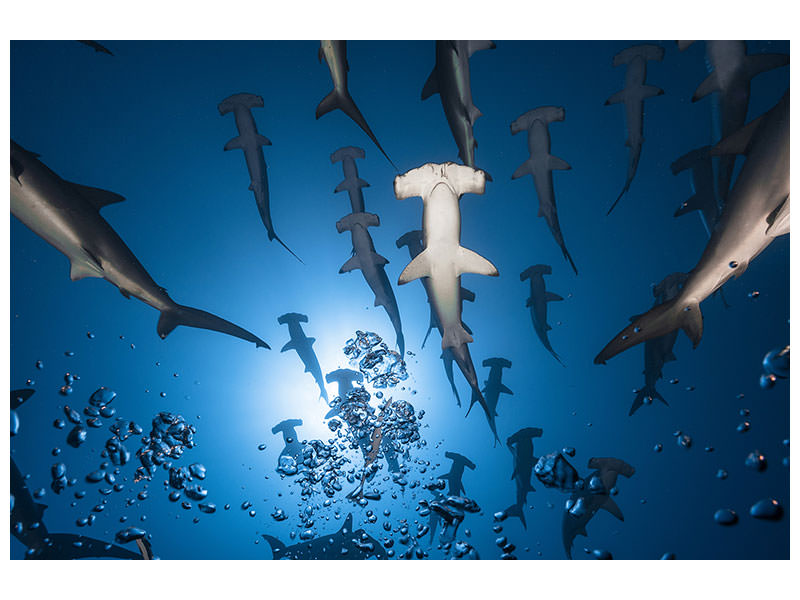 4-piece-canvas-print-hammerhead-shark