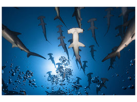 modern-4-piece-canvas-print-hammerhead-shark
