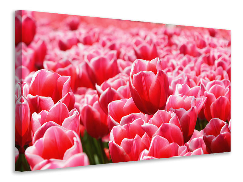 panoramic-3-piece-canvas-print-happy-tulip-field