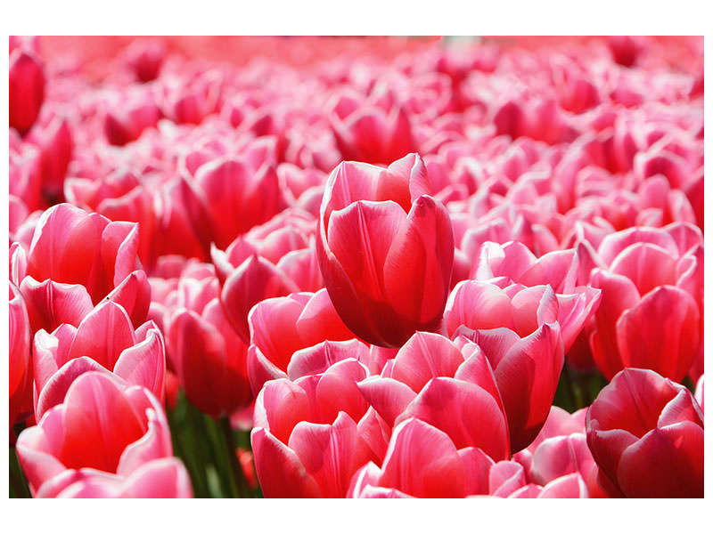 modern-4-piece-canvas-print-happy-tulip-field