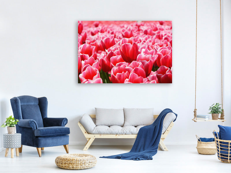 modern-4-piece-canvas-print-happy-tulip-field