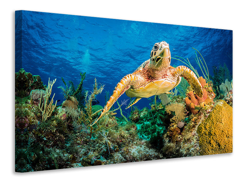 canvas-print-turtle-in-the-reef
