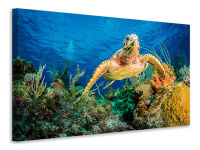3-piece-canvas-print-turtle-in-the-reef
