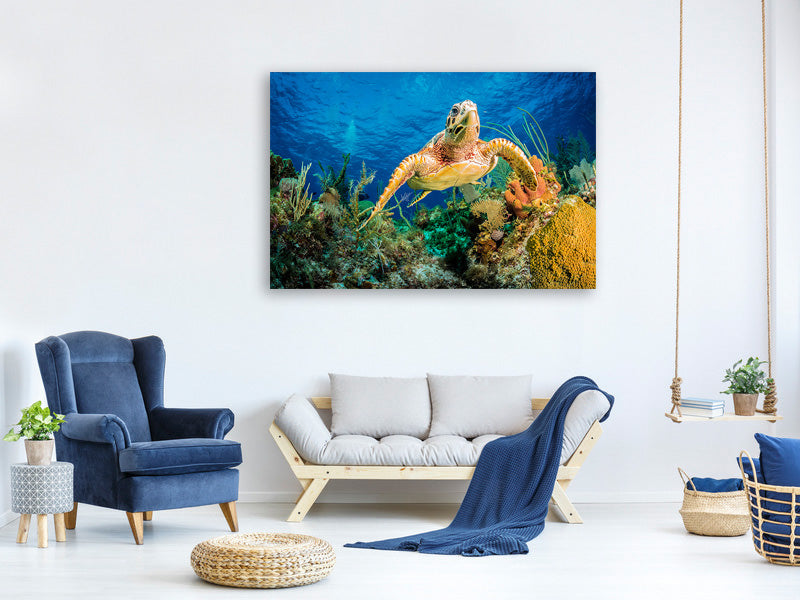 canvas-print-turtle-in-the-reef