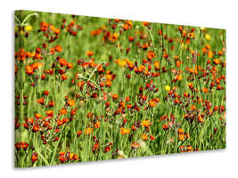 4-piece-canvas-print-hawkweeds
