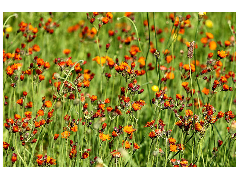 panoramic-3-piece-canvas-print-hawkweeds