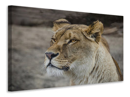 3-piece-canvas-print-head-of-a-lioness