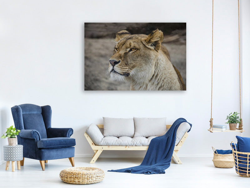 3-piece-canvas-print-head-of-a-lioness