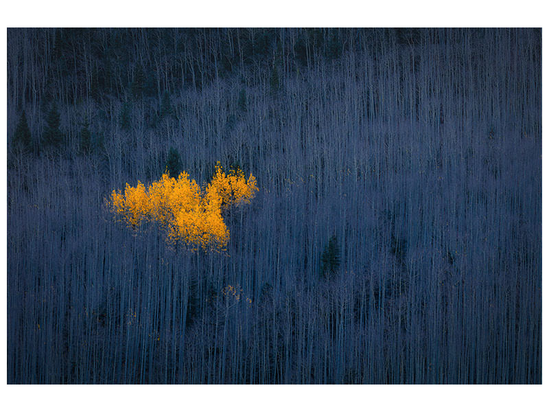 4-piece-canvas-print-heart-of-aspens