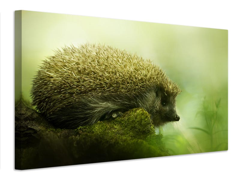 canvas-print-hedgehog-x